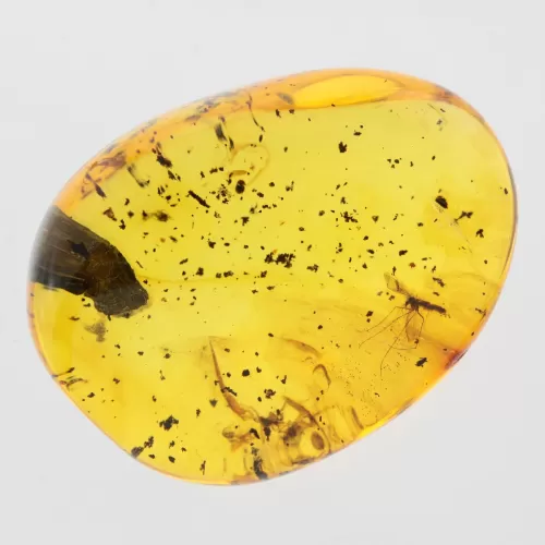 Gnat Insect inclusions in Baltic amber fossil stone