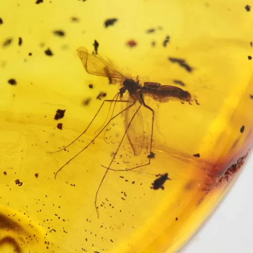 Gnat Insect inclusions in Baltic amber fossil stone