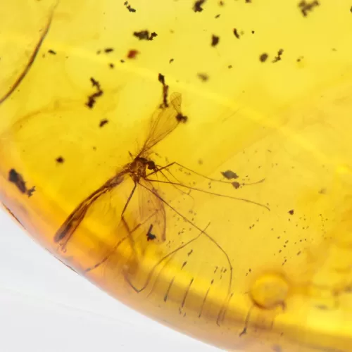 Gnat Insect inclusions in Baltic amber fossil stone