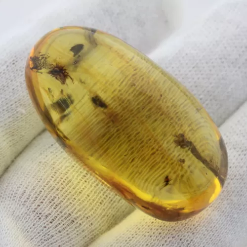 Insect inclusions in Baltic amber fossil big stone