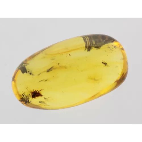 Insect inclusions in Baltic amber fossil big stone