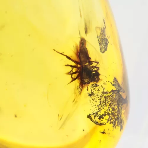 Insect inclusions in Baltic amber fossil big stone