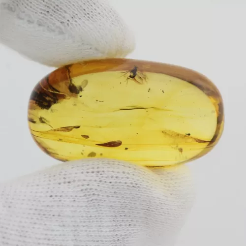 Insect inclusions in Baltic amber fossil big stone