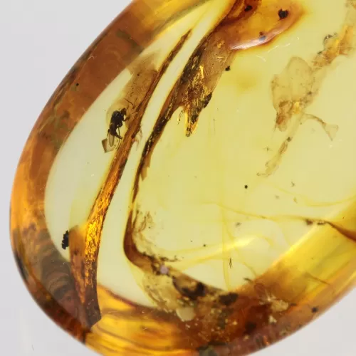 Insect inclusions in Baltic amber fossil big stone