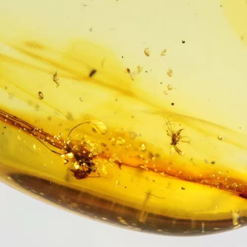 Gnat Insect inclusion in Baltic amber fossil big stone