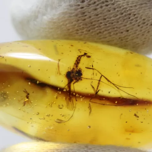 Gnat Insect inclusion in Baltic amber fossil big stone