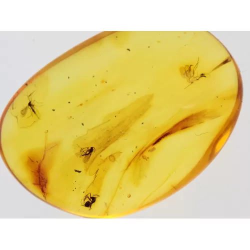 Gnats Insects in Baltic Amber Fossil Specimen