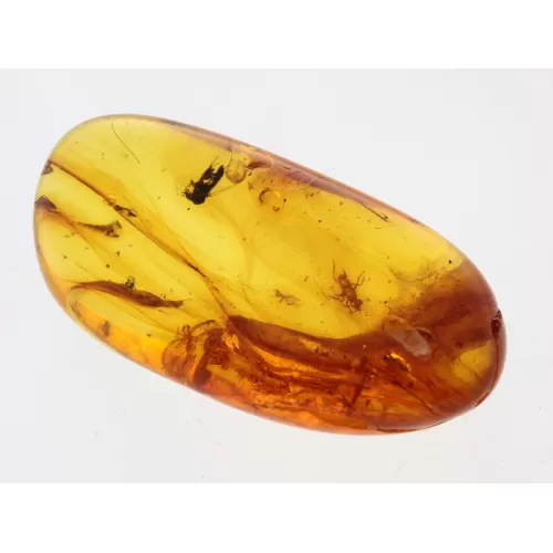 Gnats Insects in Baltic Amber Fossil Specimen