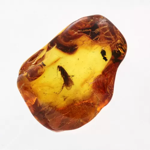 Baltic Amber Fossil Specimen with Insect Inclusion