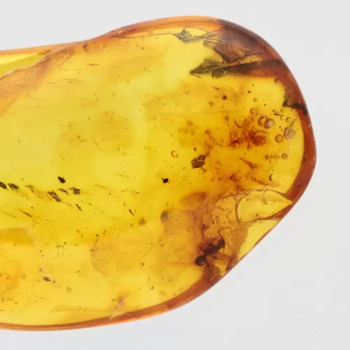 Ant trapped in Baltic Amber Fossil Specimen