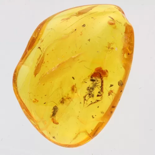 Few trapped Insects in Baltic Amber Fossil Specimen