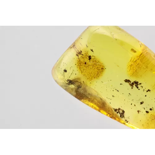 Gnat Insect in Baltic Amber Fossil Specimen