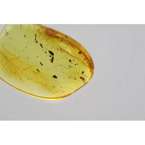 Fly Insect in Baltic Amber Fossil Specimen