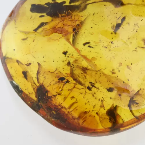 Beetle Insect in Baltic Amber Fossil Specimen