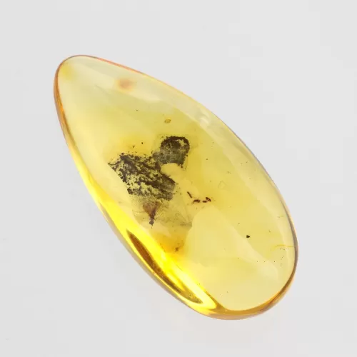 Diptera Insect in Baltic Amber Fossil Specimen