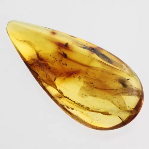 Diptera Insect in Baltic Amber Fossil Specimen