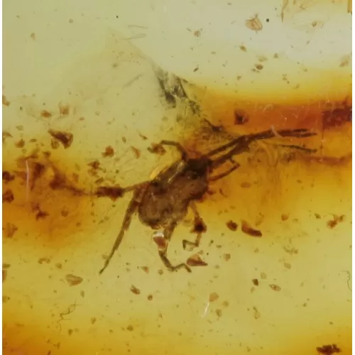 Rare fossil insect in genuine Baltic amber stone