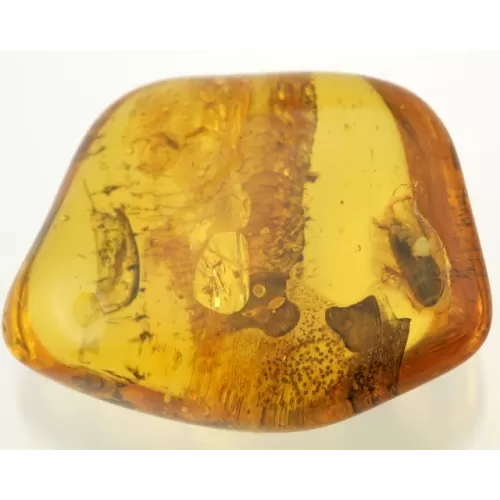 Genuine Baltic amber fossil stone with large cockroach