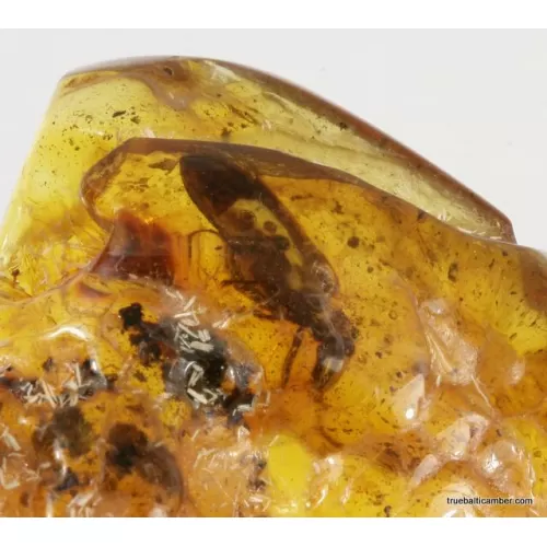 Large CUPEDIDAE in genuine Baltic amber fossil stone