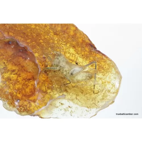 CRICKET in genuine Baltic amber fossil stone