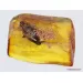 Big COCKROACH in Baltic amber fossil stone