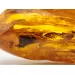 Huge amulet Baltic amber silver pendant w insect inclusion 55g