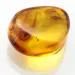 Ant Insect inclusions in Baltic amber fossil stone