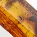 Insect inclusions in Baltic amber fossil stone