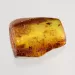 Swarm Insect inclusions in Baltic amber fossil stone