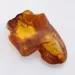 Insect inclusions in Baltic amber fossil large stone