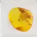 Trapped insect in Baltic amber with magnifying box