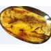 Swarm Insect inclusions in Baltic amber fossil amulet stone