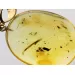 Drop Baltic amber pendulum pendant w insect inclusion