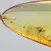 Drop Baltic amber pendulum pendant w insect inclusion