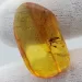 Diptera Insect inclusions in Baltic amber fossil stone