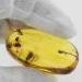 Insect inclusions in Baltic amber fossil big stone