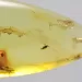 Insect inclusions in Baltic amber fossil big stone