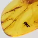 Gnats Insects in Baltic Amber Fossil Specimen