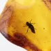 Nymph Insect in Baltic Amber Fossil Specimen