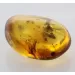 Beetle Insect in Baltic Amber Fossil Specimen