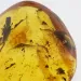 Beetle Insect in Baltic Amber Fossil Specimen