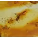 Rare fossil insect in genuine Baltic amber stone