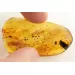 Huge cockroach+ more in genuine Baltic amber fossil stone