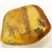 Genuine Baltic amber fossil stone with large cockroach