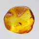 Diptera Insect inclusions in Baltic amber fossil stone